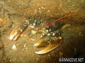 foto de buceo
