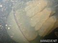 foto de buceo