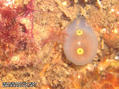 foto de buceo