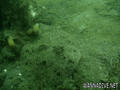 foto de buceo