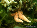 foto de buceo