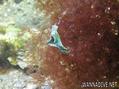 foto de buceo