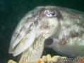foto de buceo