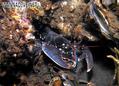 foto de buceo
