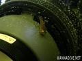 foto de buceo