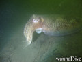 foto de buceo
