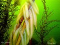 foto de buceo