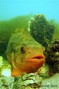 foto de buceo