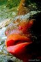 foto de buceo