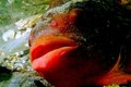 foto de buceo