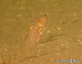 foto de buceo