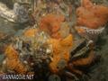 foto de buceo