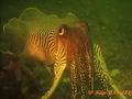 foto de buceo