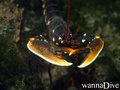 foto de buceo
