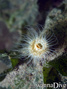 foto de buceo