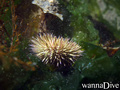 foto de buceo