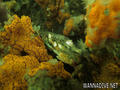 foto de buceo