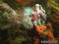 foto de buceo