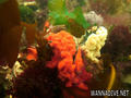 foto de buceo