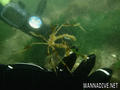 foto de buceo