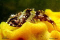 foto de buceo