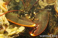 foto de buceo