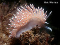 foto de buceo