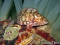 foto de buceo