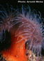 foto de buceo