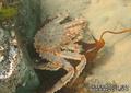 foto de buceo