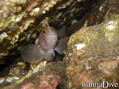 foto de buceo