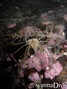 foto de buceo