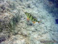 foto de buceo