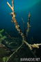 foto de buceo
