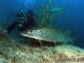 foto de buceo