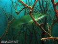 foto de buceo