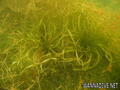 foto de buceo