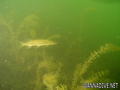 foto de buceo