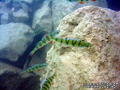 foto de buceo
