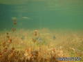 foto de buceo