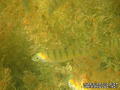 foto de buceo