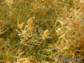 foto de buceo