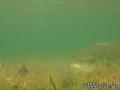 foto de buceo