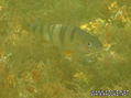 foto de buceo