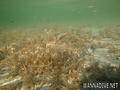 foto de buceo