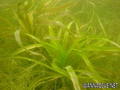 foto de buceo