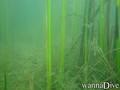 foto de buceo