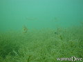 foto de buceo