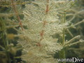 foto de buceo