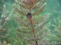 foto de buceo